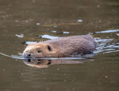 european beaver