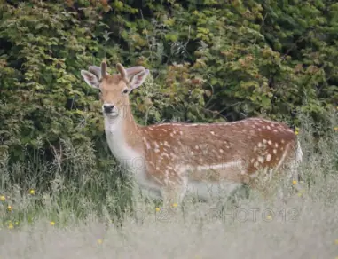 fallow-deer