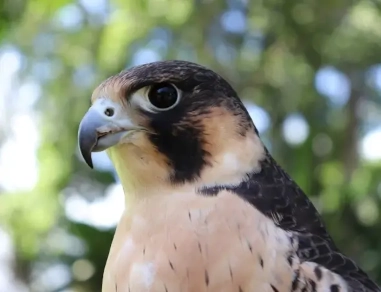 peregrine-falcon