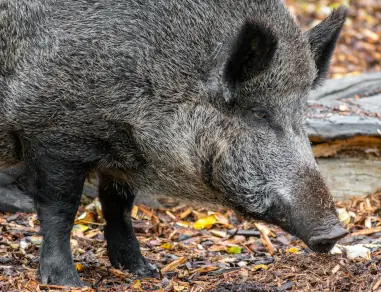 wild boar
