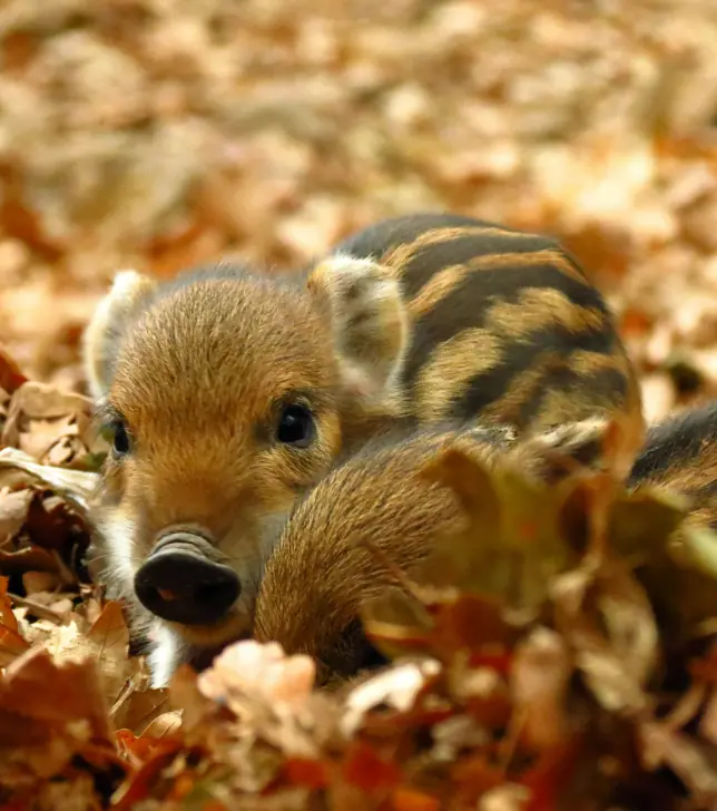 young wild boar